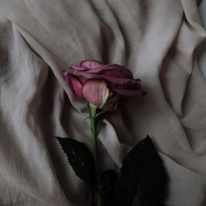 pink rose flower on gray textile